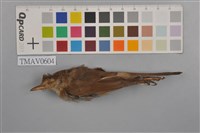 藏品(小鶯)的圖片